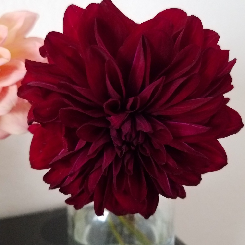 Meet your Posher, Veve